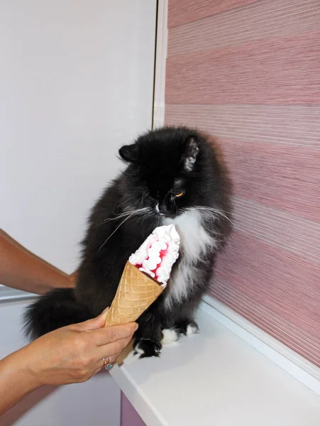 human hand offers a black cat to eat ice cream. Surprised cat with ice cream. Delicious ice cream for cat. Woman offering ice cream to pet. cute kitten funny licks ice cream in waffle cup