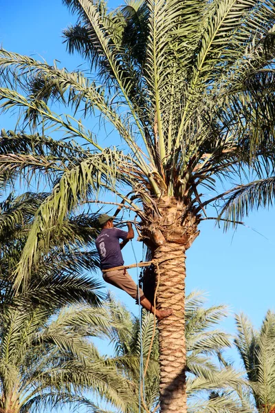 stock image Man harvesting dates on palm trees. Man cut clusters of dates hanging on date palms. Man harvesting dates. Worker gathering date growing on palm tree. Farmer harvesting ripe dates at date farm