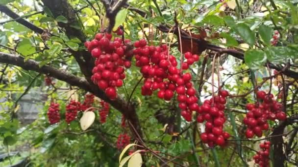 列に枝分かれして成長するシサンドラの赤い果実 熟したSchizandraのクラスター 有用な植物の作物 赤いSchizandra行にハングアップします 雨の間 枝に果実を持つSchizandra Chinensis植物 — ストック動画