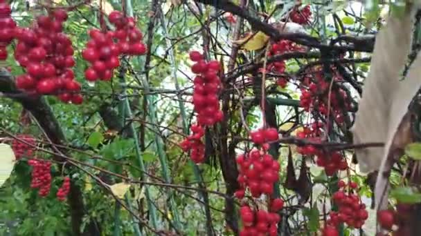 Czerwone Owoce Schisandry Rosnące Gałęzi Rzędzie Gromady Dojrzałej Schizandry Roślina — Wideo stockowe