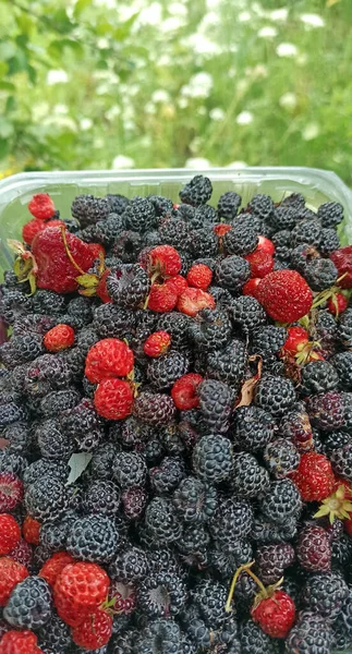 Crop of black raspberry berries and red strawberries. Ripe Rubus occidentalis in bucket. Bucket full of fresh and sweet black raspberry and strawberry. Closeup of ripe berries. Harvest of berries