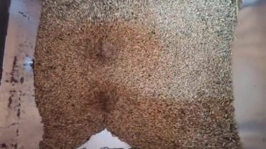 Tahıl ambarına buğday yükleniyor. Un için buğday işliyorum. Buğday taneleri değirmenin bacasında kaybolur. Yiyecek endüstrisi. Değirmende un üretimi. Üretim ekipmanları