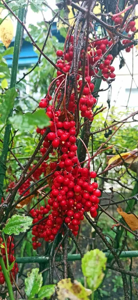 Red fruits of schisandra growing on branch in row. Clusters of ripe schizandra. Crop of useful plant. Red schizandra hang in row on green branch. Schizandra chinensis plant with fruits on branch