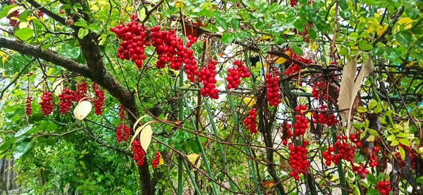 Red fruits of schisandra growing on branch in row. Clusters of ripe schizandra. Crop of useful plant. Red schizandra hang in row on green branch. Schizandra chinensis plant with fruits on branch