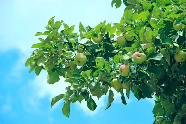 Ripe apples grow on tree in summer. The fruits of apple tree. Growing apples. very tasty and ripe apples