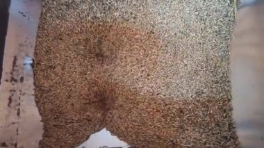 Tahıl ambarına buğday yükleniyor. Un için buğday işliyorum. Buğday taneleri değirmenin bacasında kaybolur. Yiyecek endüstrisi. Değirmende un üretimi. Üretim ekipmanları