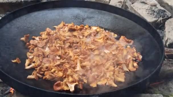 Cooking Fried Chanterelles Wild Mushroom Dish Cooking Chanterelles Big Pan — Stock Video