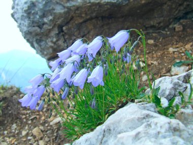 Blue flowers of Campanula rotundifolia blossoming in mountains. Alpine flowers. Delicate flowers. Scottish bluebell growing in Alps. bluebells bloom in field