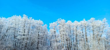 Ağaç donuyla kaplı. Soğuk bir hava. Ormanda harika bir kış. Karda en üst ağaç dalları. Güzel ağaçlarla dolu bir kış parkı. Kış parkındaki ağaçlar. Karlı kış ormanı