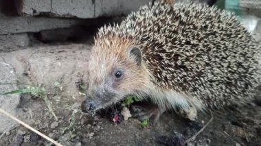 Ev bahçesinde koşan Avrupalı kirpi. Bahçe hayvanı burun ve ağızlık. Kırsalda gri kirpi. Yiyecek arayan kirpi. vahşi dikenli hayvan