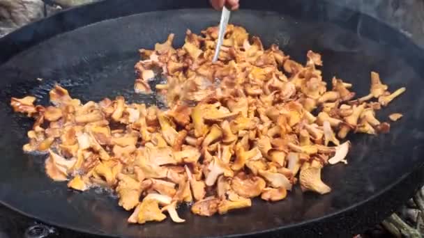 Cucinare Finferli Fritti Piatto Funghi Selvatici Cucinando Cantarelli Pentola Grande — Video Stock