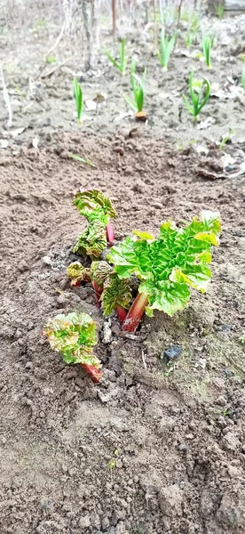 Young Shoots Rhubarb Ground Spring New Leaves Rhubarb Sprouted Soil — Stock Photo, Image