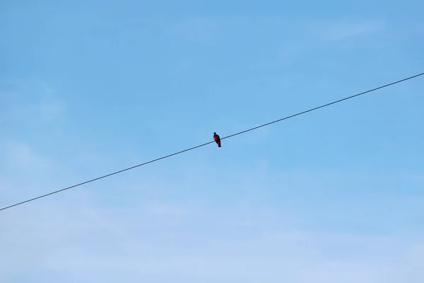 Sıcak Ülkelere Uçmadan Önce Tellerin Üzerinde Oturan Yalnız Bir Kuş — Stok fotoğraf