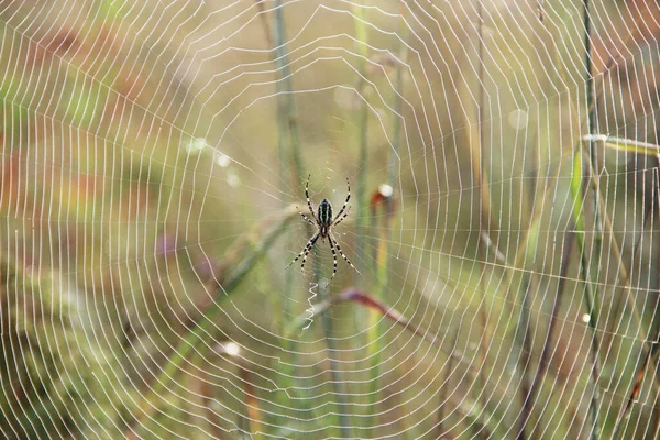 Spinne Sonnt Sich Sonnenstrahlen Spinne Sitzt Auf Sonnenstrahlen Netz Sonnenlicht — Stockfoto