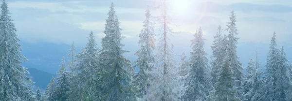 Δέντρα Καλυμμένα Χιόνι Στα Καρπάθια Παγετός Στα Κλαδιά Χειμερινό Τοπίο — Φωτογραφία Αρχείου