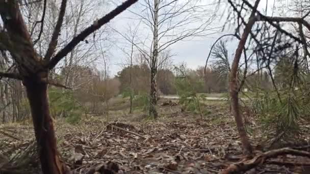 Een Hinderlaag Het Bos Positie Verdediging Oorlogen Oekraïne Bosversterking Dugout — Stockvideo