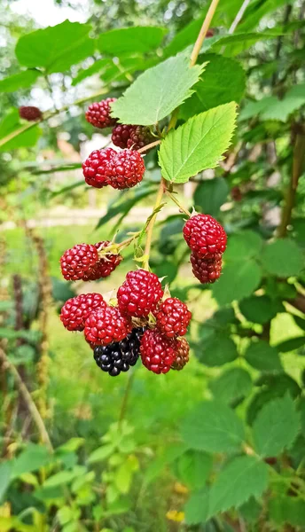种植花园黑莓 未成熟的花园黑莓 自制的浆果 未成熟黑莓的红色浆果 一丛丛的黑莓挂在花园里的绿树上 Rubus Allegheniensis — 图库照片