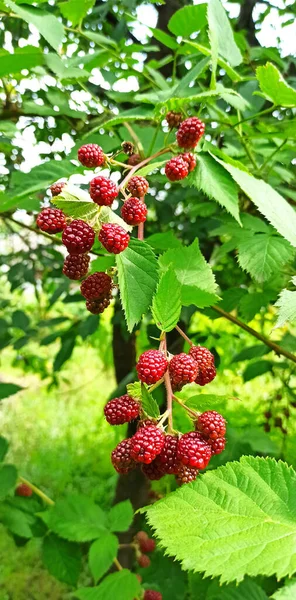 Growing Garden Blackberries Unripe Garden Blackberries Domesticated Berry Red Berries — Stock Photo, Image