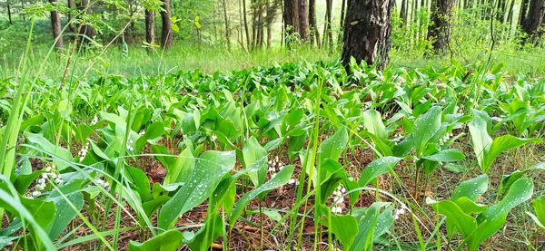 Green Sprouts Lilies Valley Spring Kithen Garden Thickets Lily Valley — Stock Photo, Image