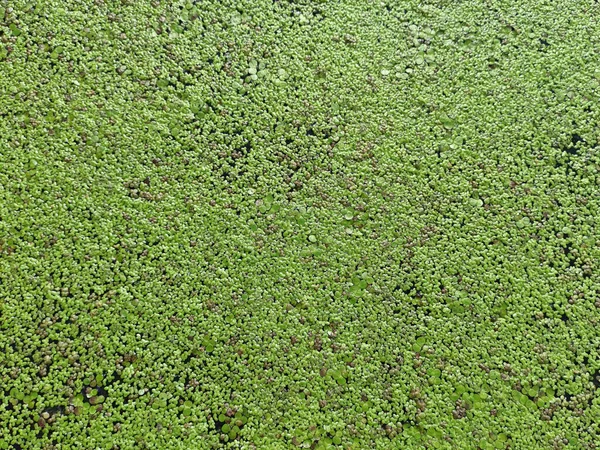 Texture Asclépiade Commune Sur Eau Texture Verte Naturelle Lemna Perpusilla — Photo
