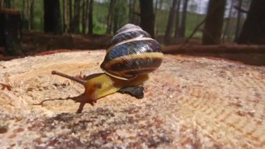 Ormanda sürünen bir salyangoz. Orman yumuşakçaları. Vahşi sürüngen hayvan. Yavaş hayvan. Ormandaki Makro yaban hayatı