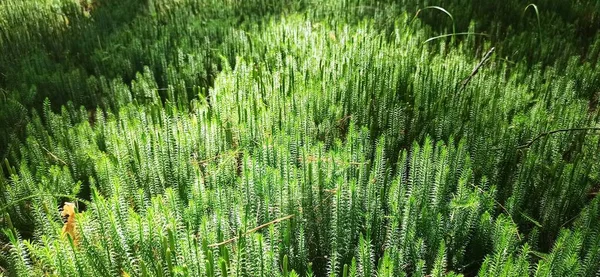 Forest Plant Cypress Leaved Plait Moss Closeup Hypnum Cupressiforme Hypnum — ストック写真