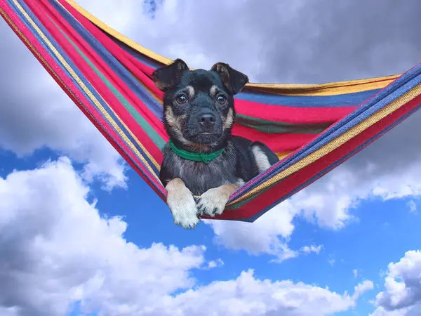 Parchant Ležící Mnohobarevné Houpací Síti Pozadí Modré Oblohy Pes Během — Stock fotografie