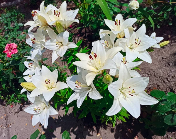 美しい白いユリ 庭で成長するユリの白い花 庭に白いユリが咲きます ベッドに咲く美しい花 — ストック写真