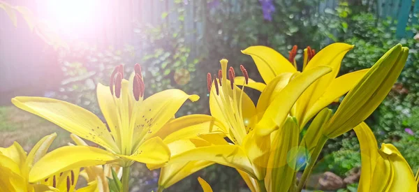 日当たりの良い光線で美しい黄色のユリ 庭で成長するユリの明るい花 庭に咲く黄色のユリ ベッドに咲く美しい花 — ストック写真