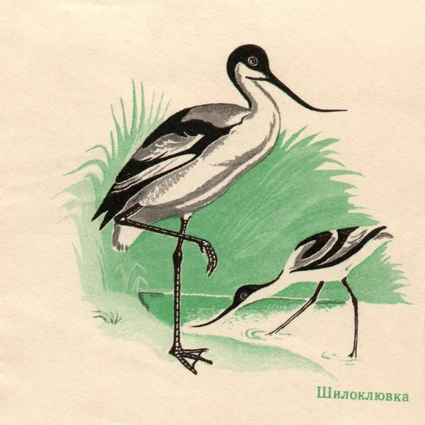 Image Pied Avocet Postal Envelope Vintage Drawing Bird Envelope Drawing — Stock Photo, Image