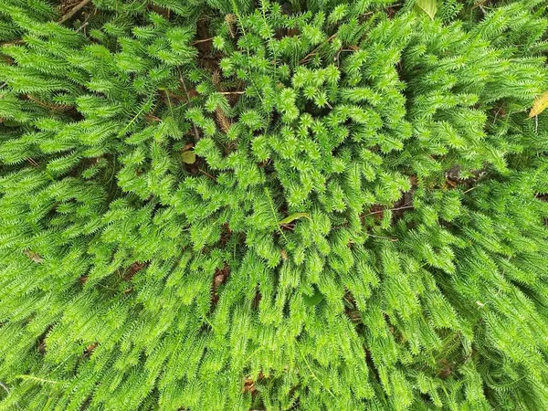 自然な質感 パターン化された背景 森林植物 檜の葉が苔を閉じます ヒュプナム クプレッシム 森林の中で成長する低気圧 木製の低気圧 美しい苔の日光 — ストック写真