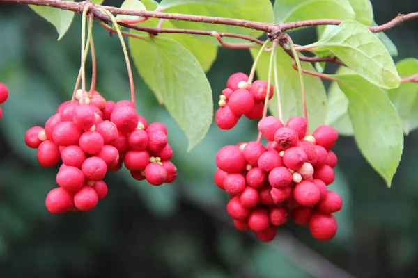 Schisandra Nın Kırmızı Meyveleri Sıra Sıra Büyüyor Olgun Şizandra Kümeleri — Stok fotoğraf