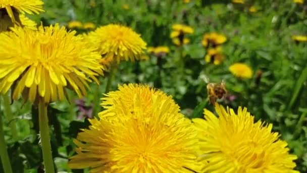 Fruit Alley Colorful Fruit Orchard Green Grass Yellow Flowers Dandelions — Video
