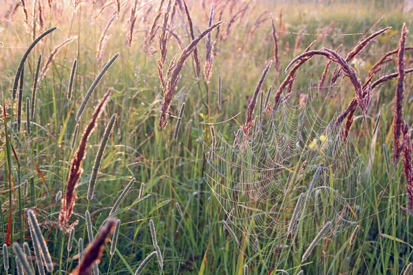 植物在黎明时用潮湿的网包裹着 在蜘蛛网上露水 夏天的花朵在网上 蜘蛛居宗夏田的草丛中 蜘蛛网上的水滴 — 图库照片