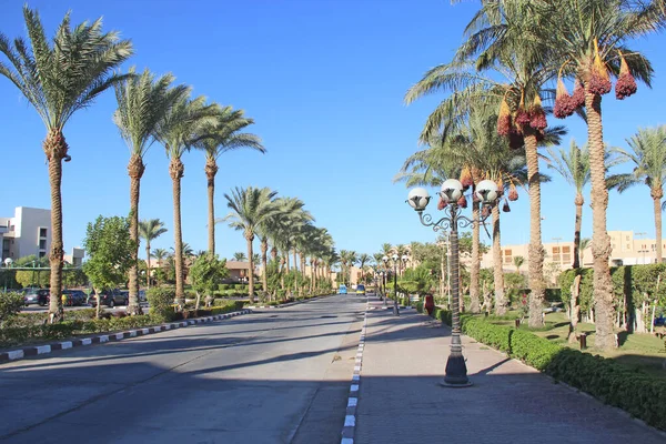 City road in Hurghada. Transport part in city with paltmas on the side of road. Highway in Egyptian city. Asphalt road in tropical city. Palm trees grow by road. Tropical resort