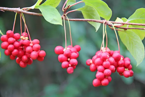 stock image Red schizandra hang in row on green branch. Schizandra chinensis plant with fruits on branch. Red fruits of schisandra growing on branch in row. Clusters of ripe schizandra. Crop of useful plant.