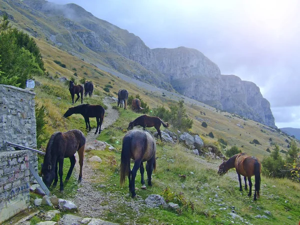 herd of horses grazing against the backdrop of mountains. farm animals. herd of horses graze in the meadow in summer. concept of cattle breeding. Horses grazing on pasture in mountains