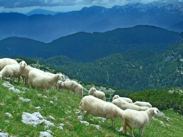 Flock of sheep grazing on hill in countryside. Farm animals graze in mountains. Mountain landscape with sheep. Domestic animals in countryside. Flock of Sheep on mountain slope