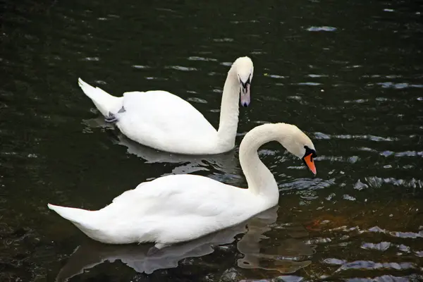 Two swans are swimming on the water. Loyal family. Symbol of marital fidelity. Two swans
