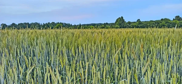 Summer field with growing plants of cereals. Agricultural plants in countryside. Agricultural crops. Field with growing grain-crops. Natural food ingredients