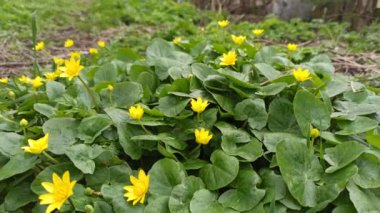 Bataklıkta erken baharda sel sırasında büyüyen Caltha palustris. Marsh Marigold çiçek. Bahar çiçekleri. Marsh Marigold sarı çiçekler. Bataklıkta sel sonra su