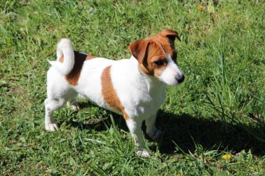 Saf Jack Russel Terrier köpeği güneşli bir yaz gününde dışarıda. Küçük Jack Russel Terrier köpeği yeşil çimlerin üzerinde duruyor. Popüler köpek cinsi. Evcil hayvan bahçenin çimlerinde yürüyor.