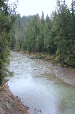 Dağlık, hızlı nehri olan güzel bir manzara. Taştan akıntıları olan sığ bir dağ nehri. Dağ nehrinin huzurlu manzarası. Su manzarası. Dağlarda nehirli vahşi orman