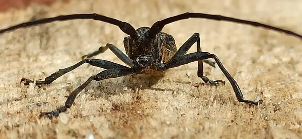 stock image Longhorn beetle standing on wooden surface. Insect with long whiskers. Cerambycida. Black long-horned bug. Longhorned beetle close up. longicorns insect. Beetle woodcutter living in the forest