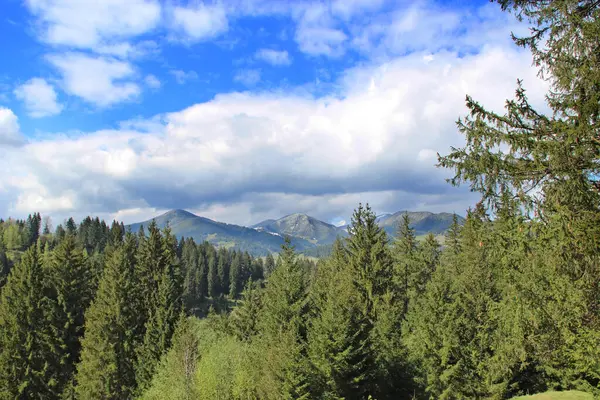 Yazın karlı zirvesi olan dağ manzarası. Dağ manzarası, yemyeşil ormanlar ve ufukta karlı tepeler. İlkbaharda karla kaplı dağlar bulutlu gökyüzü ve orman. Nisan 'da Karpat Dağları