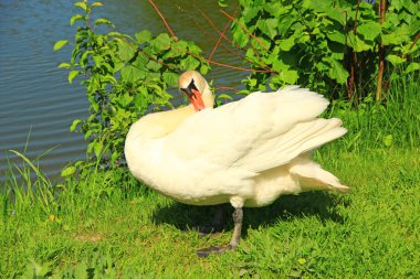 Beyaz kuğu yeşil çimlerin üzerinde dinleniyor. Kuğu doğal ortamda huzurlu ve hoşnut görünüyor. Güzel beyaz kuğu yeşil çimlerin üzerinde duruyor