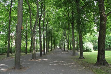 Bir sürü yeşil ağacı olan güzel bir park. Bahar Parkı. Gezinti yolu. Yaz parkındaki karanlık sokak. Şehir parkında yol