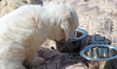 Maltipoo köpek yavrusu kaseden yiyor. Maltipoo köpeği olarak da bilinen ve metal kaseden yemek yiyen tatlı Maltese kanişi melez köpek yavrusu. Küçük evcil köpek. Köpekleri severim.