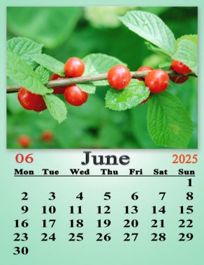 June calendar 2025 with photo of red berries of Prunus tomentosa. Daily organizer. Calendar for printing and using in office life. Office calendar for June 2025 with photo of Prunus tomentosa clipart