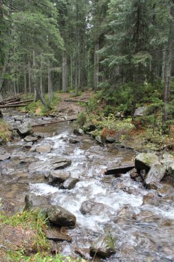 Güzel manzara ile Dağlık hızlı nehir. Taş rapids ile sığ dağ nehir. Huzurlu dağ nehir manzarası. Su manzara